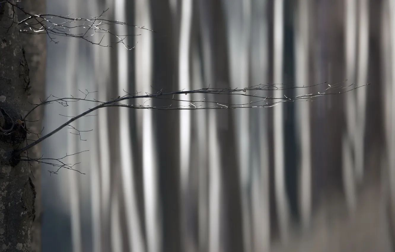 Photo wallpaper trees, branches, background