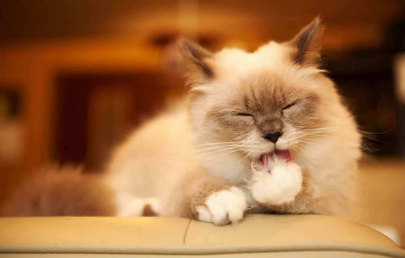 Photo wallpaper cat, Moydodyr, clean