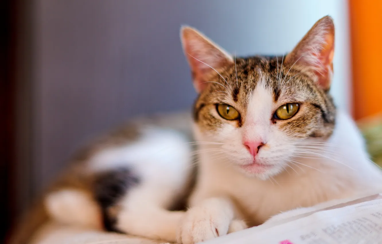 Photo wallpaper cat, look, home