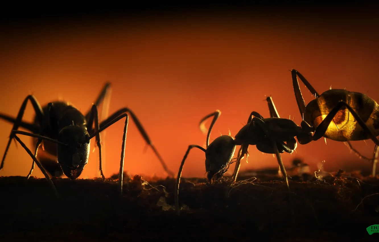 Photo wallpaper ants, insect, closeup