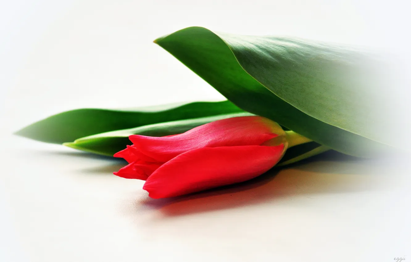 Photo wallpaper leaves, red, blur, tulips, white background