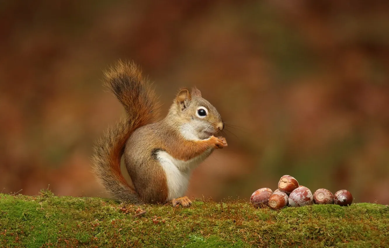 Photo wallpaper look, moss, protein, red, nuts, face, bokeh, hazelnuts