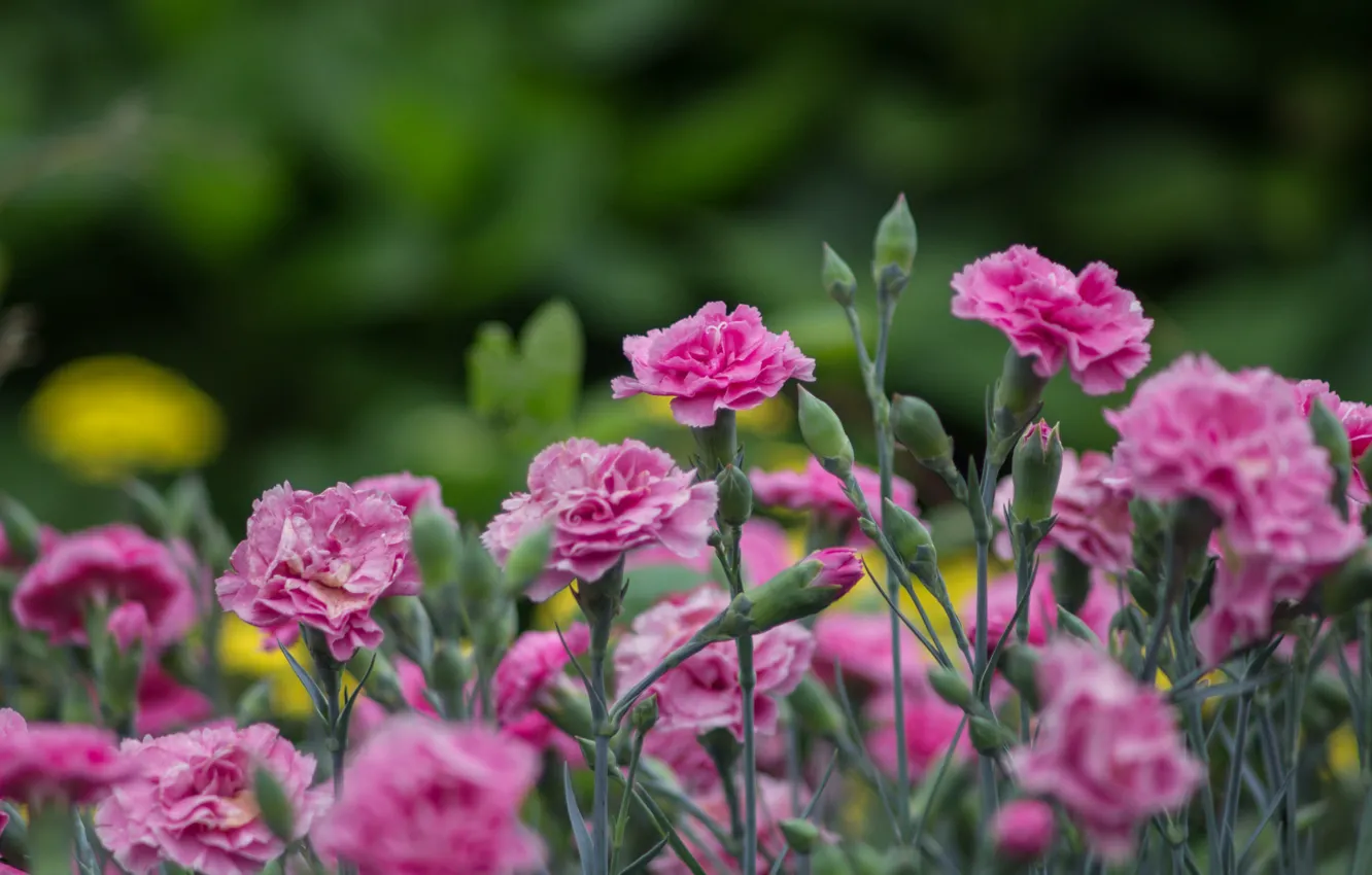 Photo wallpaper flowers, pink, carnation
