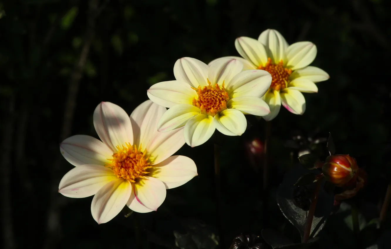 Photo wallpaper garden, blooming, Dahlia