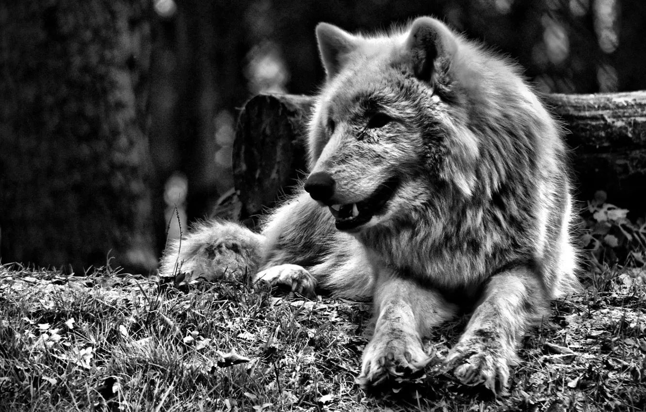 Photo wallpaper forest, animals, monochrome, mammal1, greyscale photo of wolf
