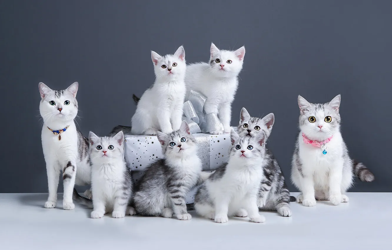 Photo wallpaper look, cats, pose, kittens, faces
