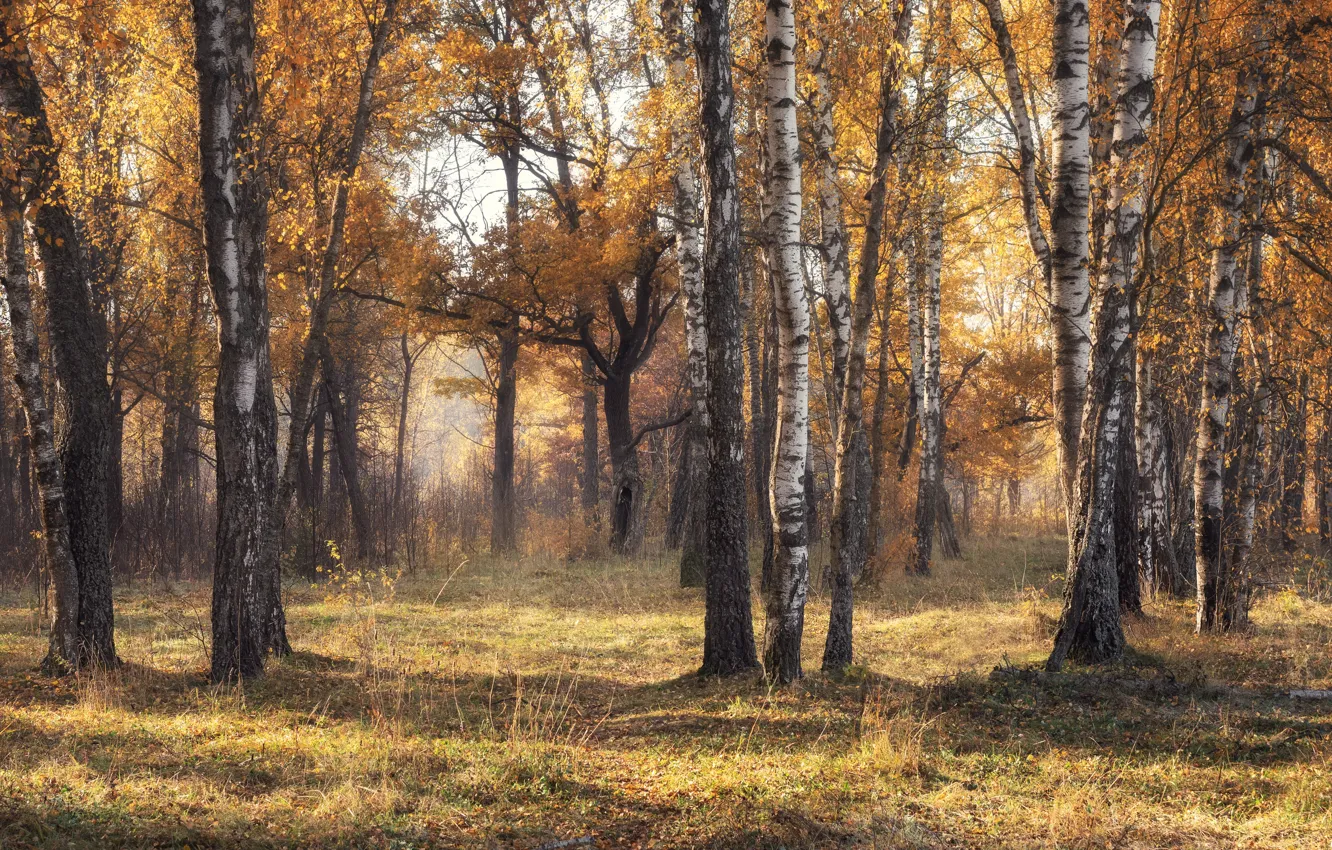Photo wallpaper autumn, forest, light, glade, foliage, shadow, haze, trunk