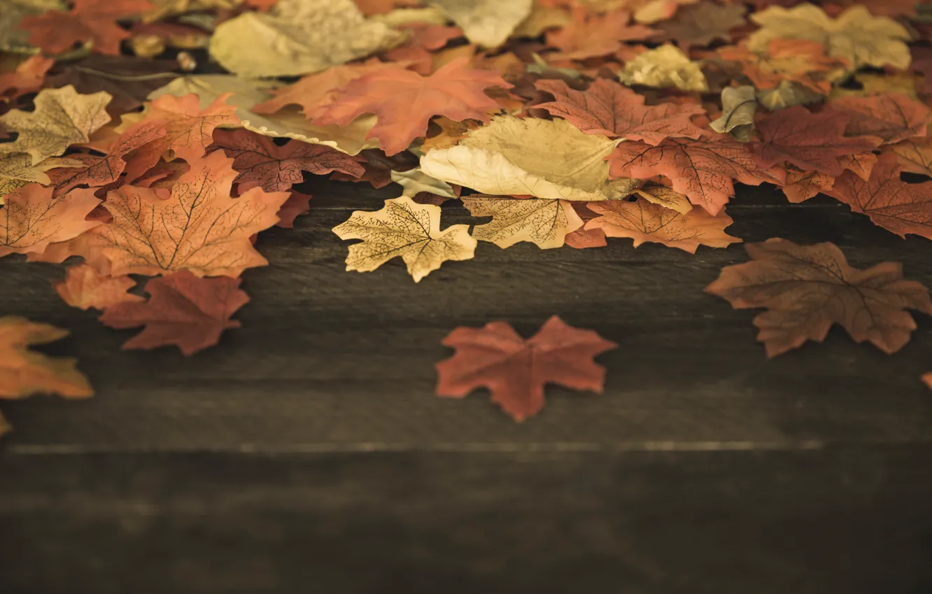 Photo wallpaper autumn, leaves, background, tree, colorful, Board, wood, background