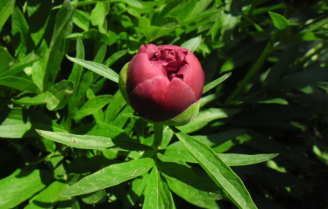 Photo wallpaper green, Burgundy, peonies, blossoming
