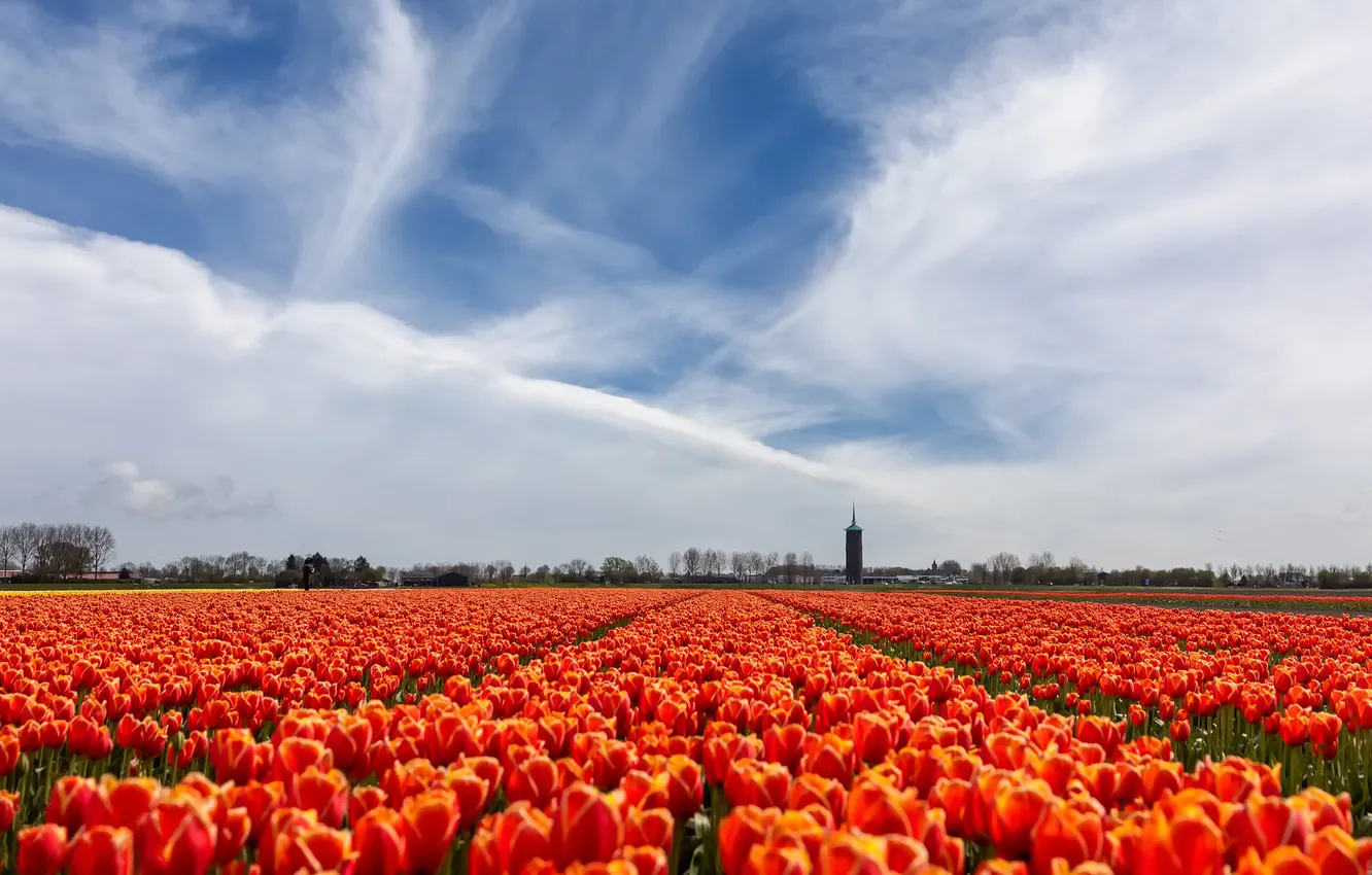 Photo wallpaper field, the sky, clouds, flowers, red, blue, tower, spring