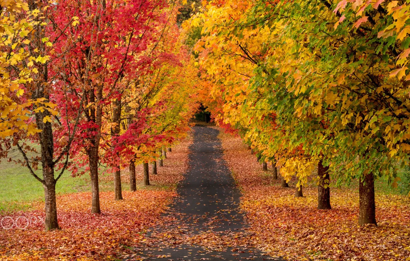 Photo wallpaper road, autumn, trees, nature, paint