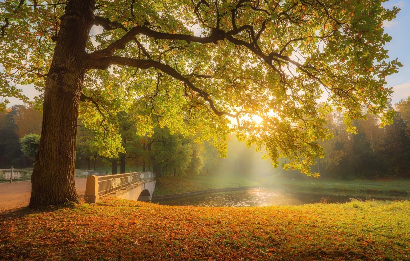 Photo wallpaper autumn, rays, trees, landscape, nature, fog, Park, the bridge