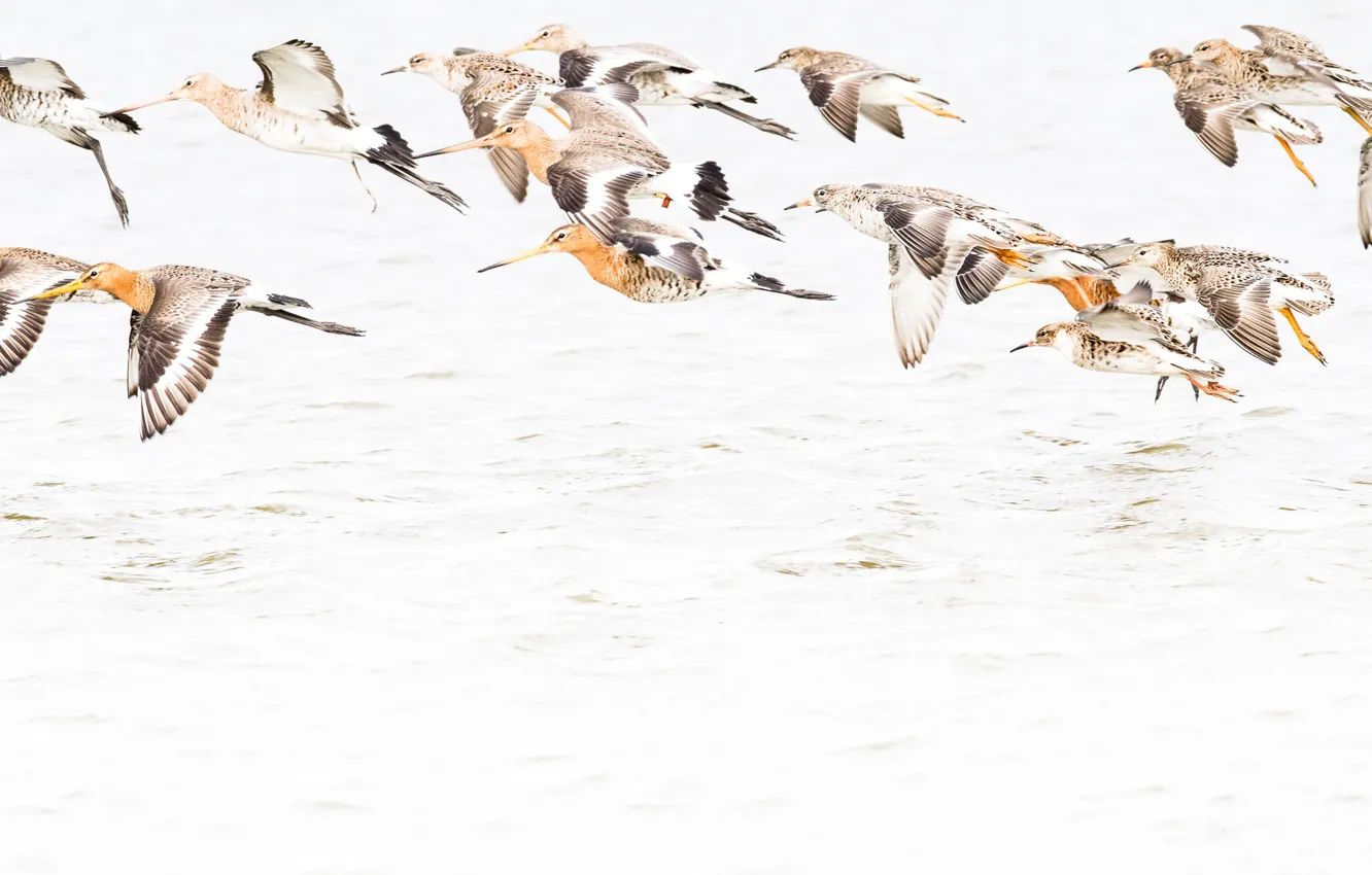 Photo wallpaper water, flight, bird, pack, black-tailed Godwit