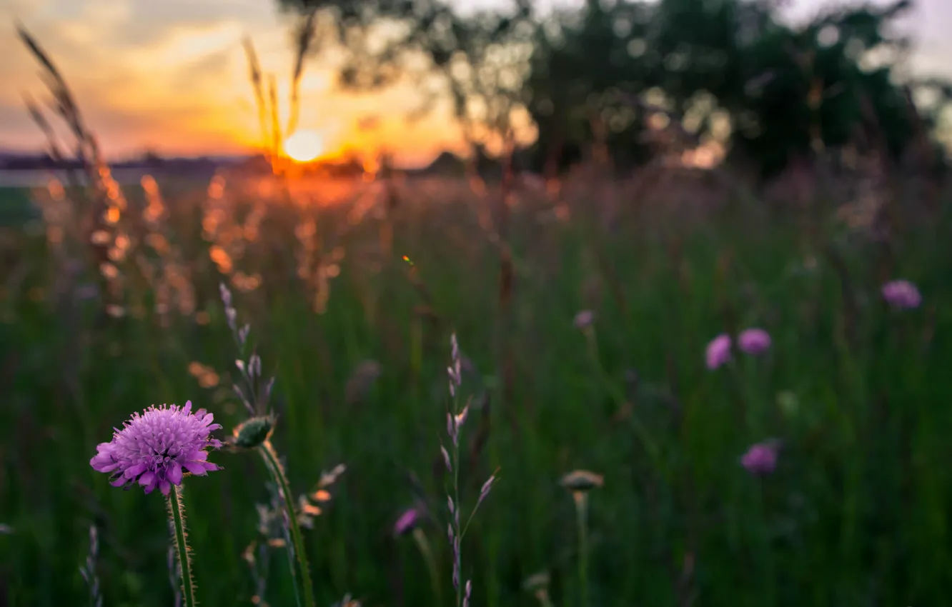 Photo wallpaper field, grass, the sun, macro, sunset, Flowers, the evening, blur