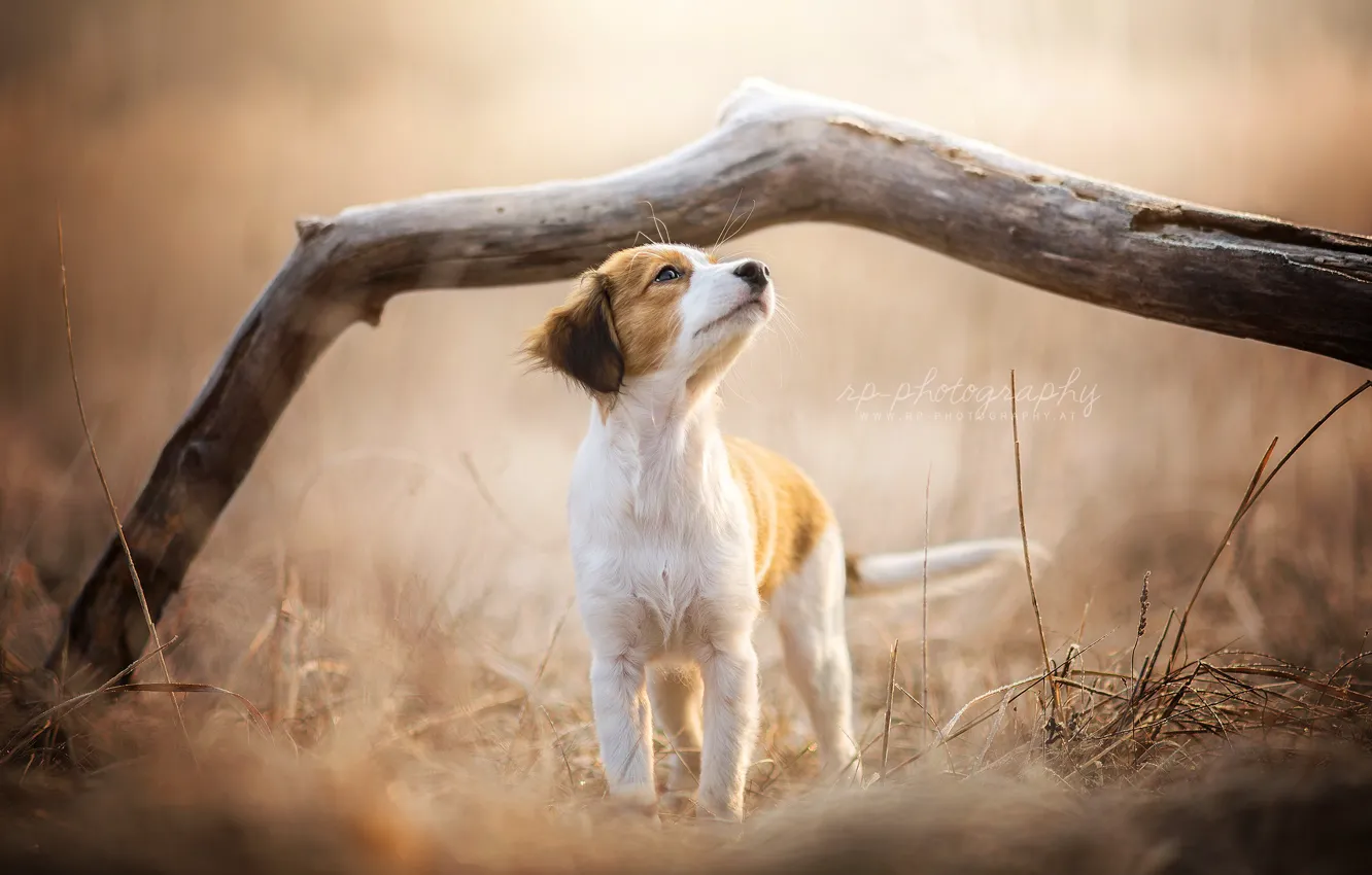 Photo wallpaper nature, dog, puppy