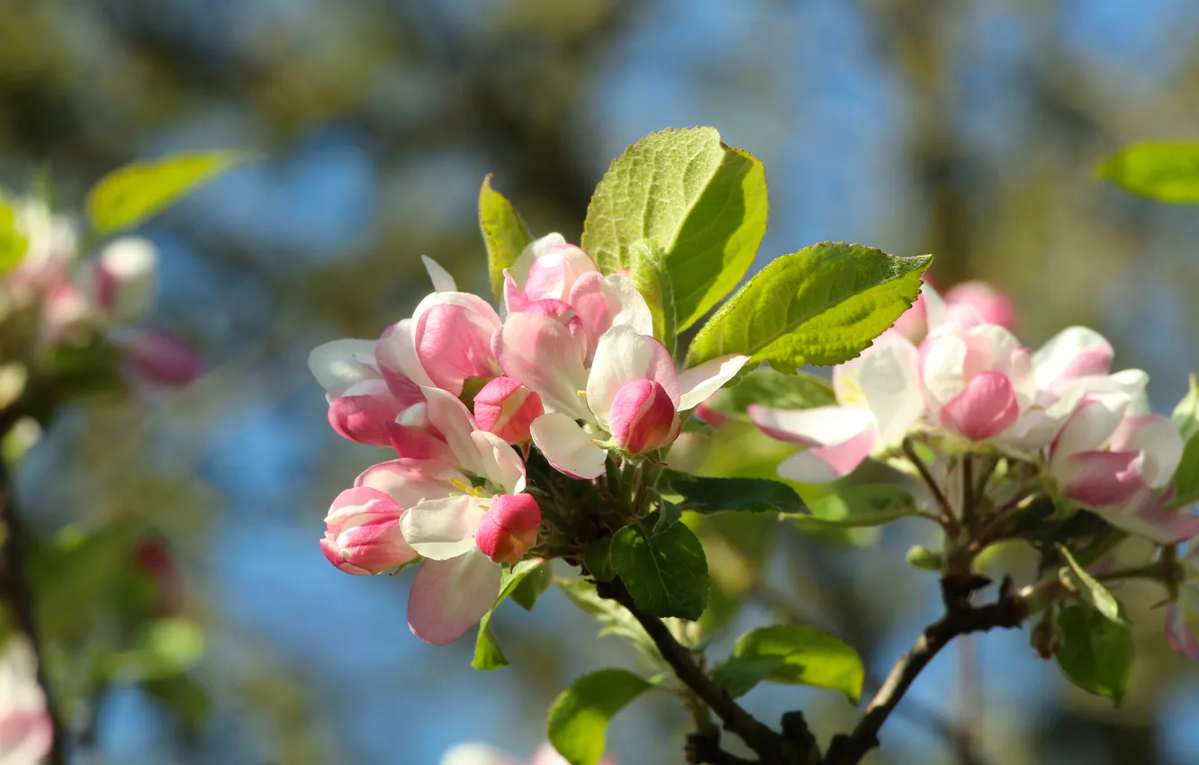 Photo wallpaper spring, twig, blooming