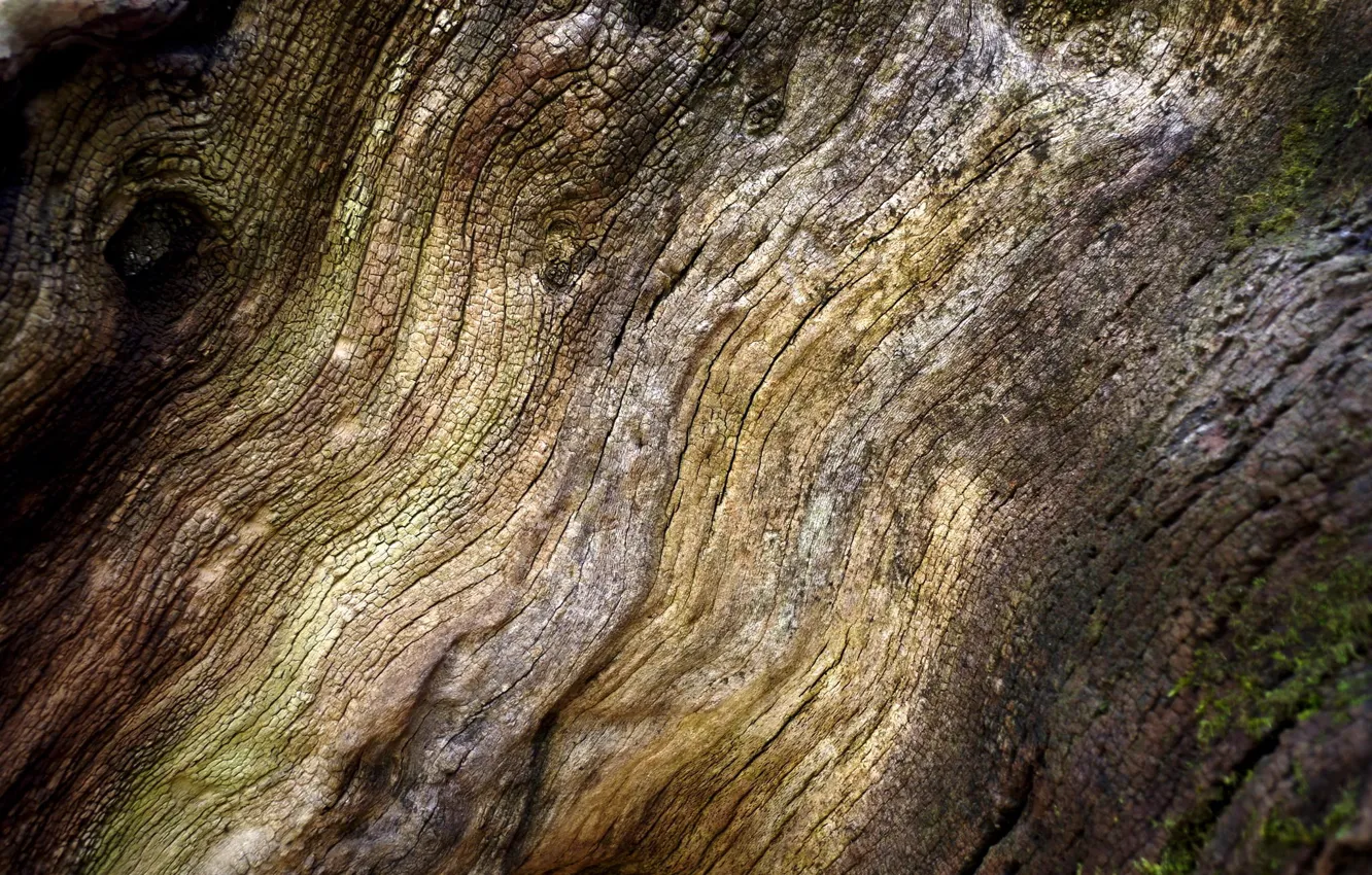 Photo wallpaper tree, moss, texture