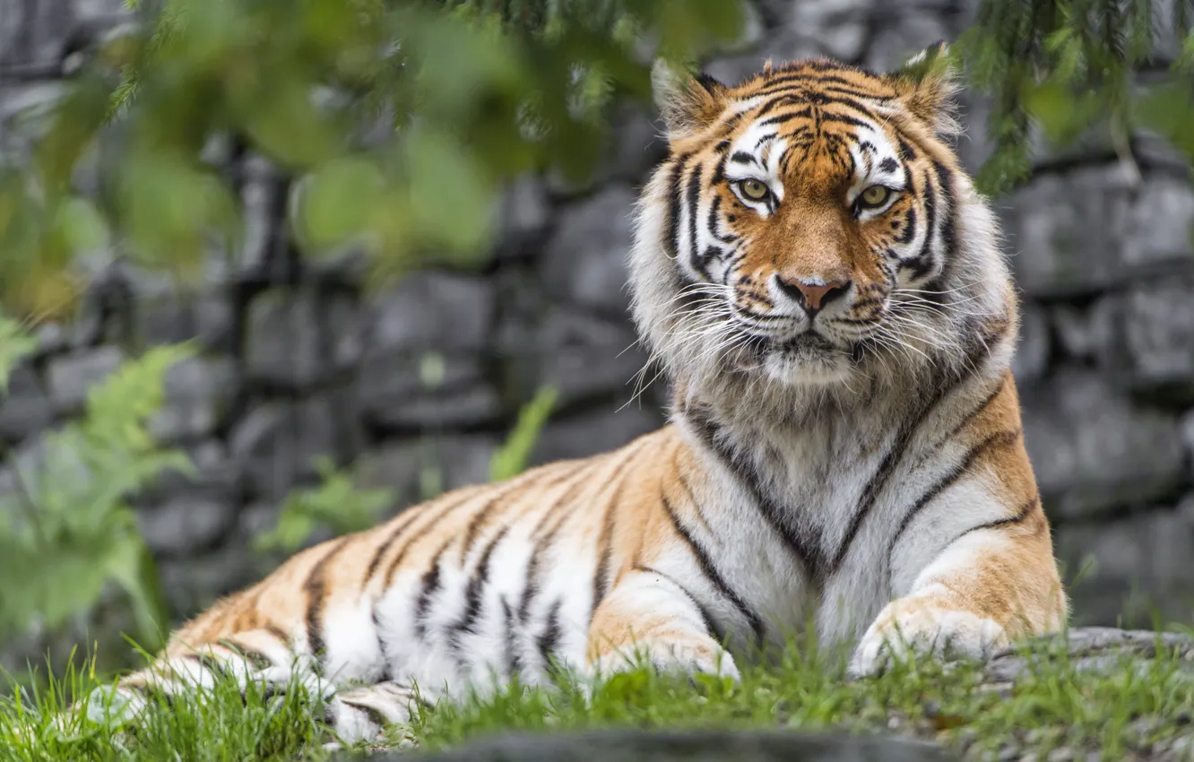 Photo wallpaper tiger, predator, handsome