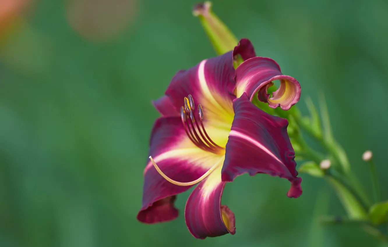 Photo wallpaper flowers, Lily, petals, green background, Burgundy, raspberry, two-tone, daylilies