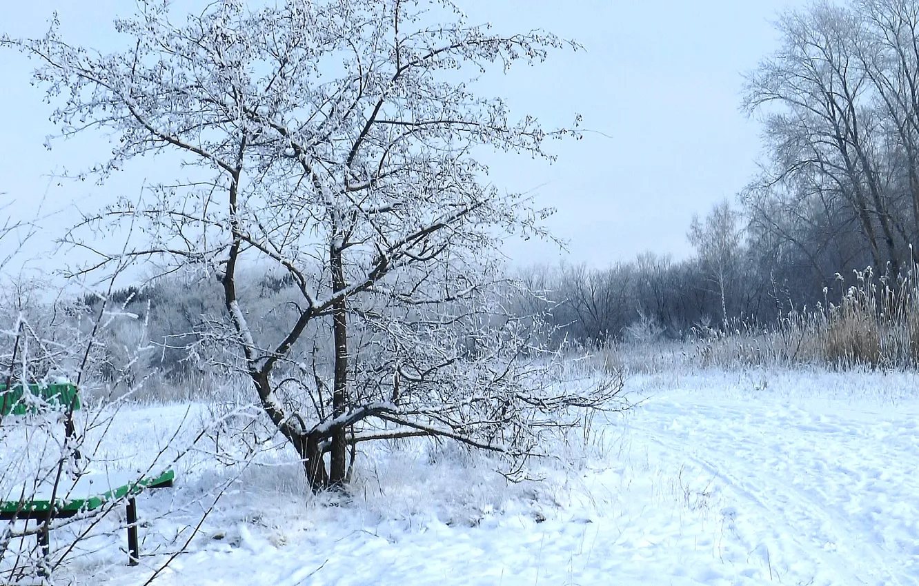 Photo wallpaper winter, frost, forest, snow, bench, forest, winter, snow