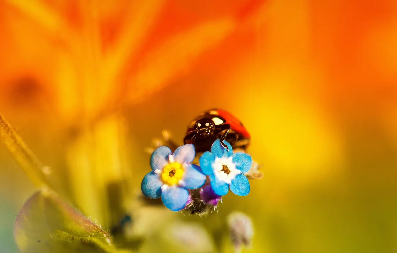 Photo wallpaper flowers, nature, ladybug, petals, insect