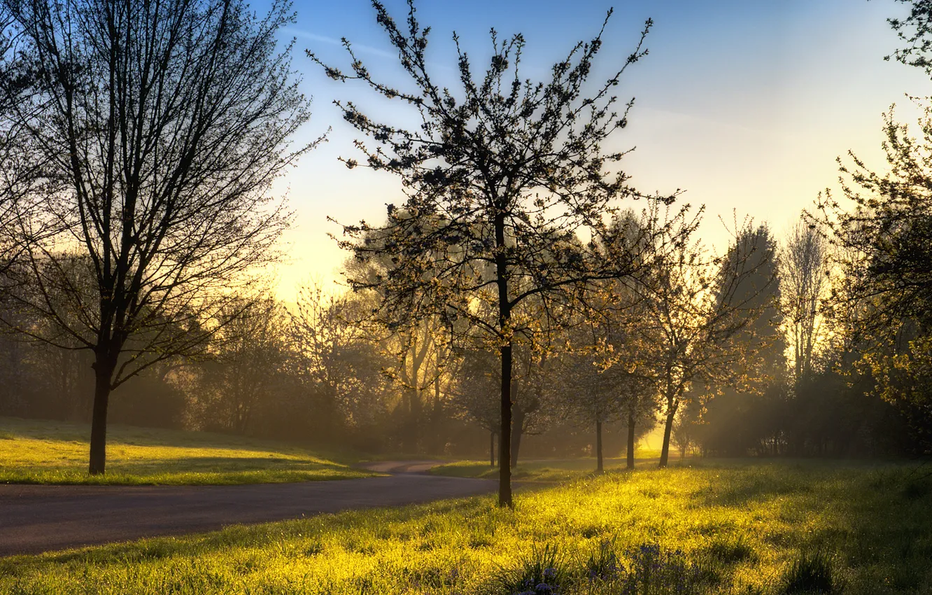 Photo wallpaper road, greens, summer, grass, rays, light, trees, nature