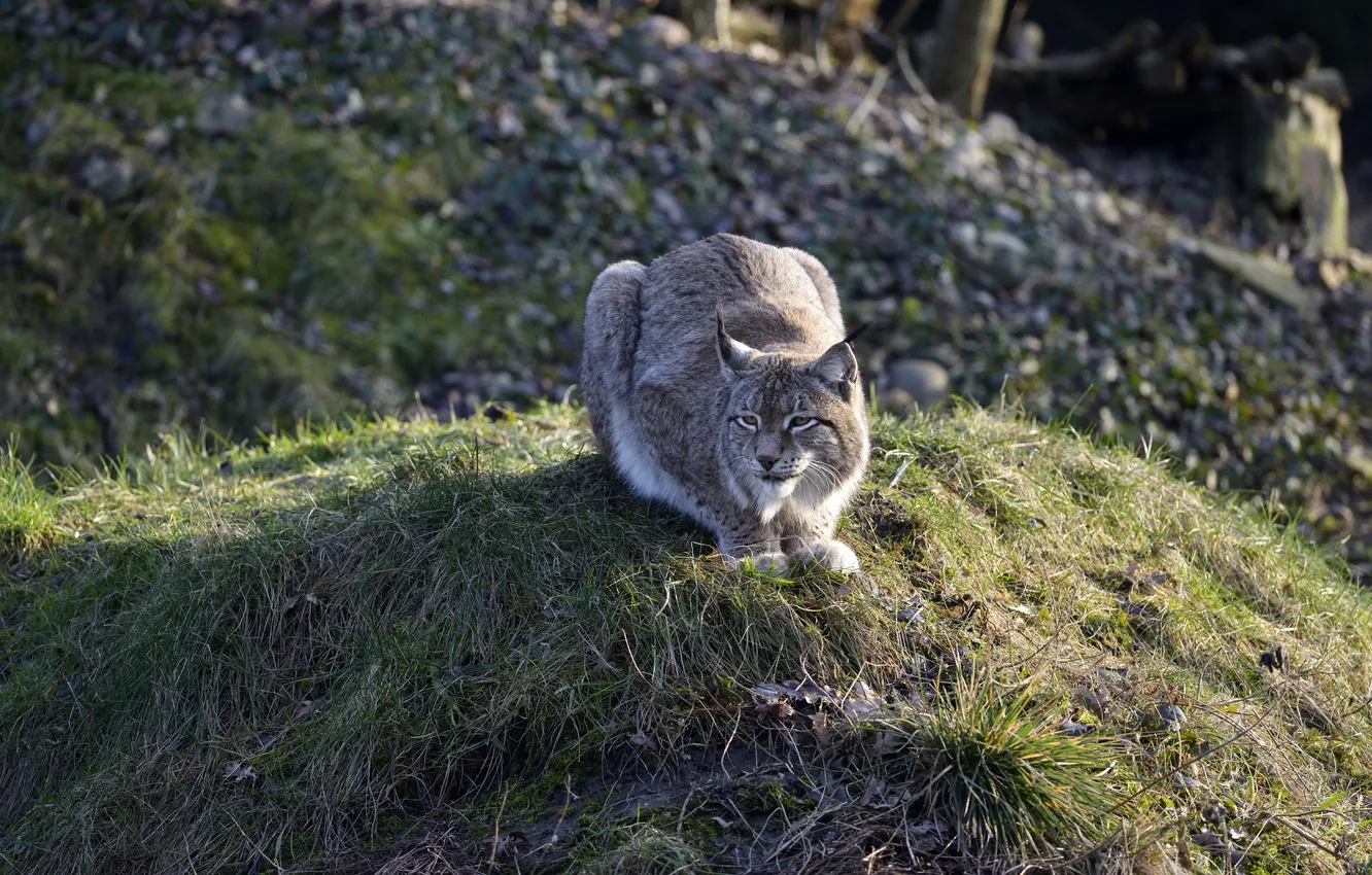 Photo wallpaper cat, grass, hill, lynx