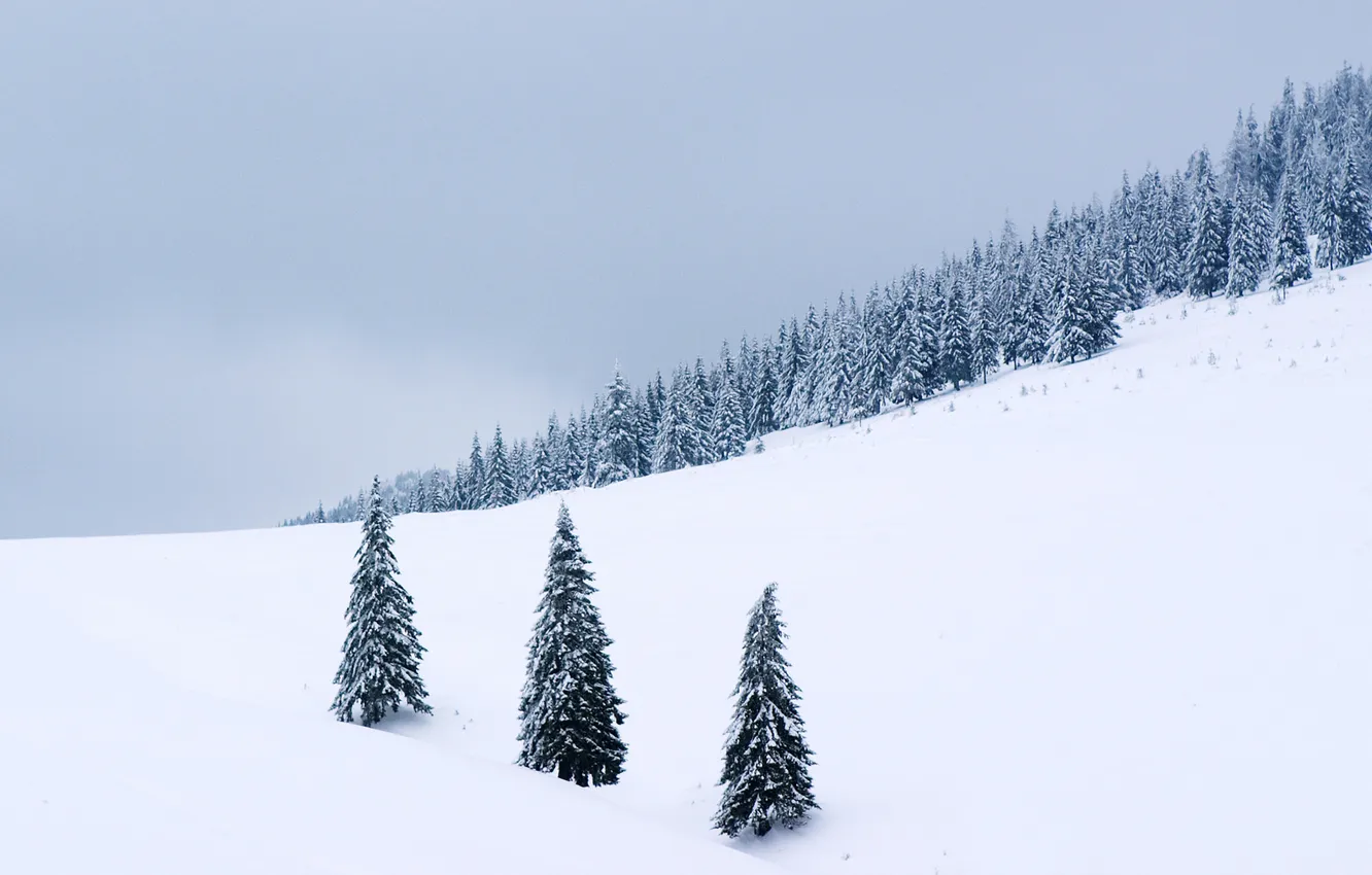 Photo wallpaper winter, snow, trees, landscape, nature, snow, winter wallpapers, winter pictures