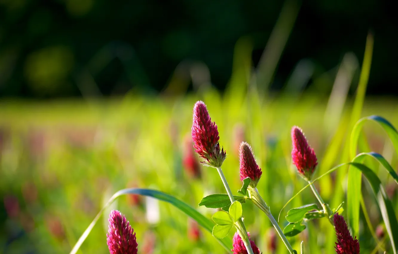 Photo wallpaper greens, summer, nature, background, Wallpaper, glade, plant, flowering