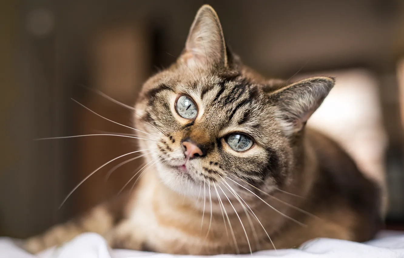 Photo wallpaper cat, look, pretty eyes