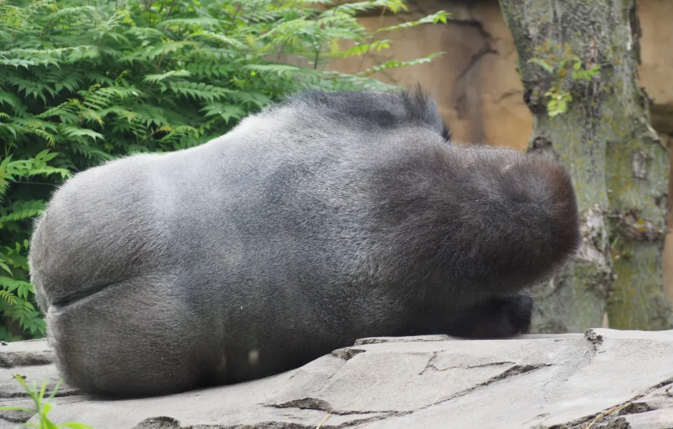 Photo wallpaper monkey, gorilla, resting, ape, gorilla butt, sleeping gorilla
