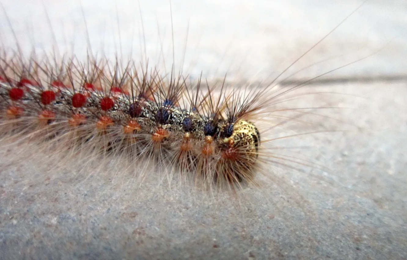 Photo wallpaper macro, caterpillar, animal