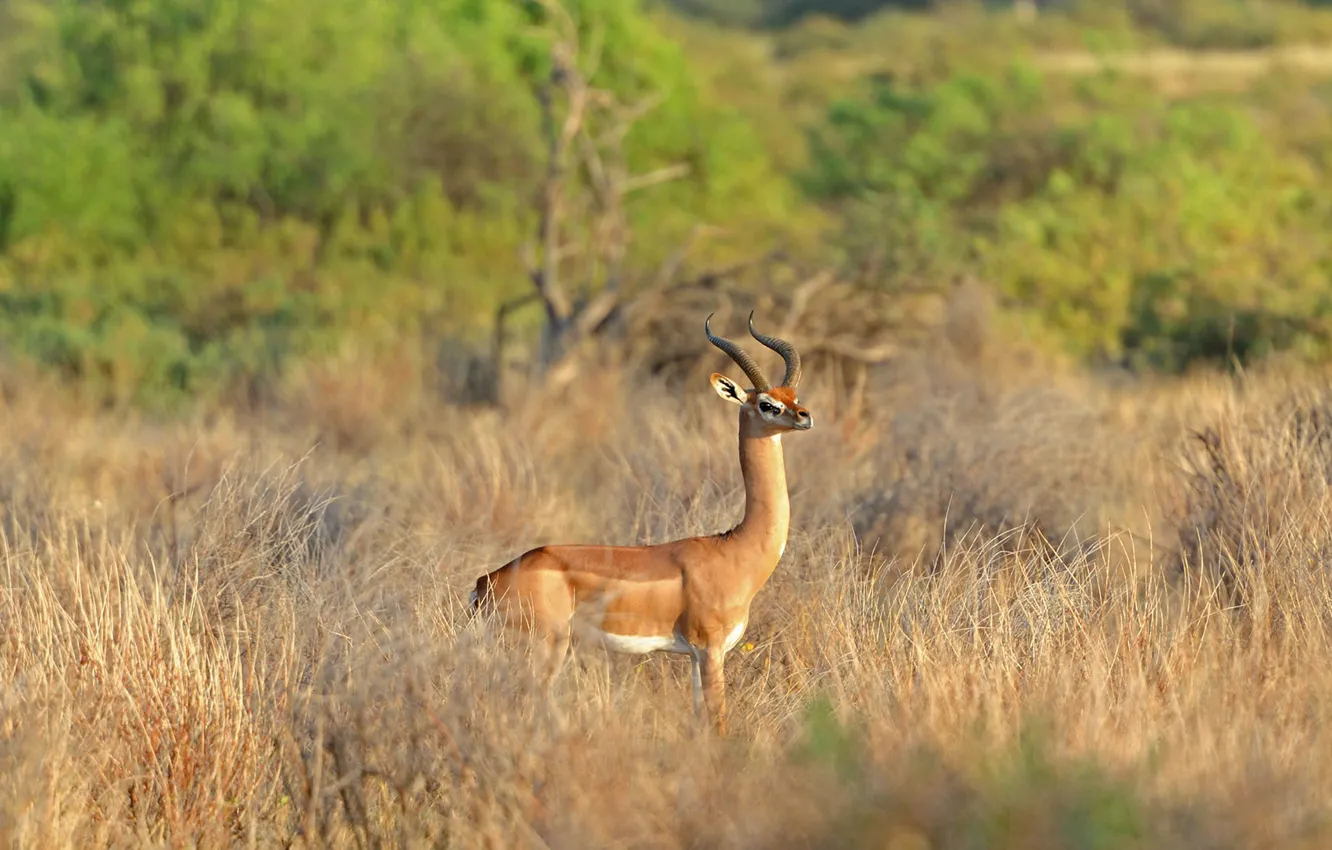 Photo wallpaper Africa, Kenya, gerenuk, giraffidae Gazelle