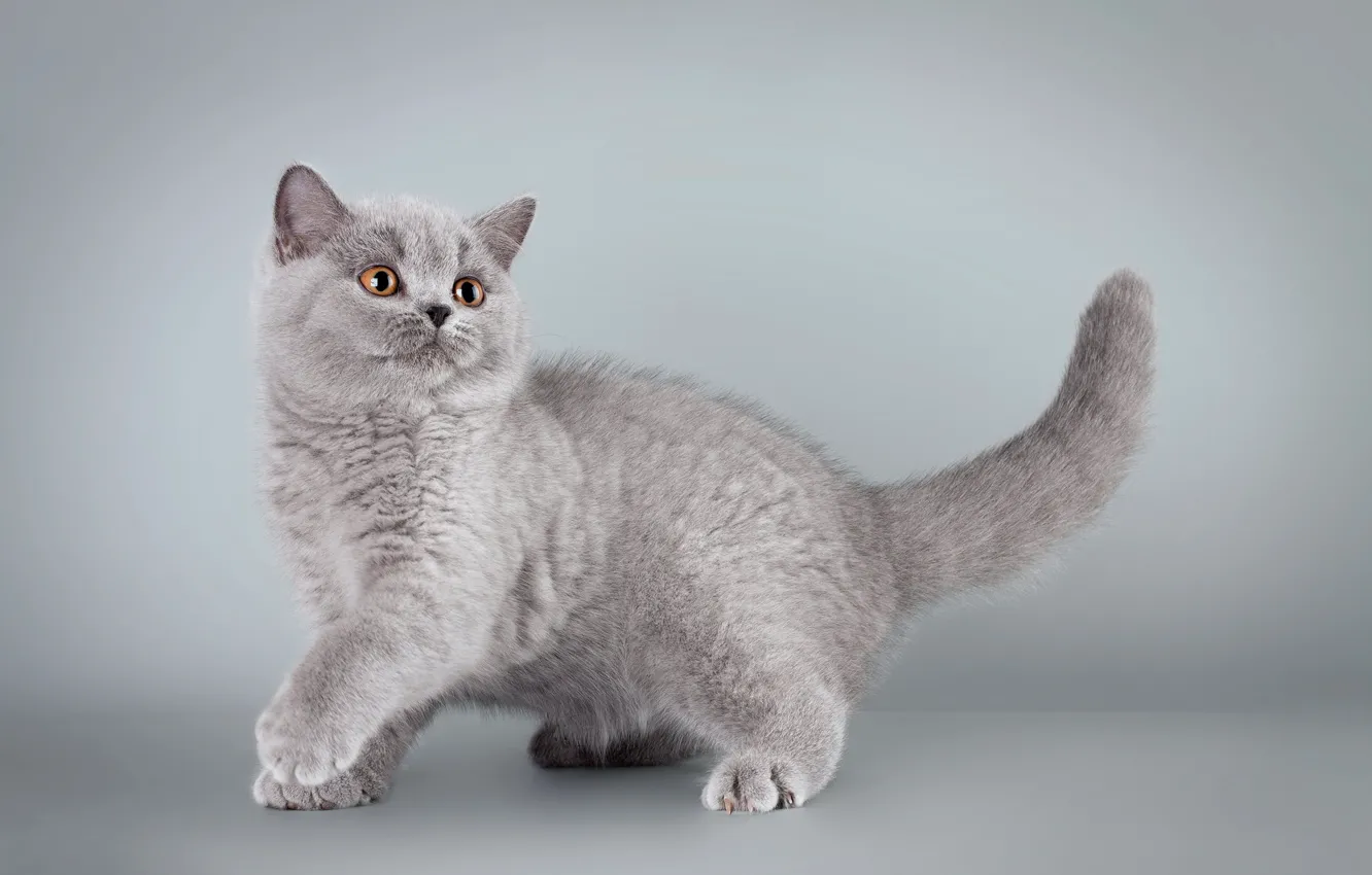 Photo wallpaper cat, look, pose, kitty, grey, background, British, foot