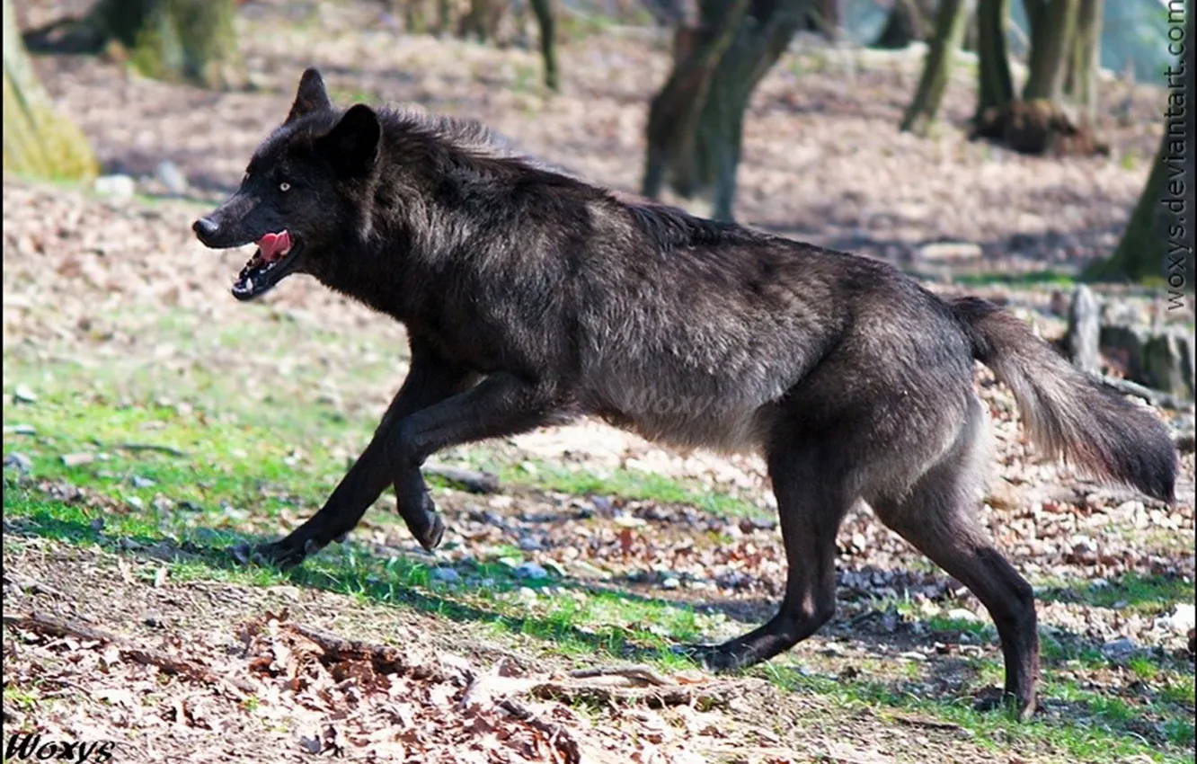 Photo wallpaper Predator, nature, animal, wolf, wildlife, portrait, Black Wolf, portrait.