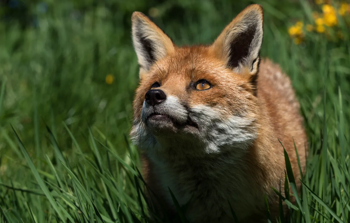 Photo wallpaper greens, summer, grass, look, face, close-up, background, sweetheart