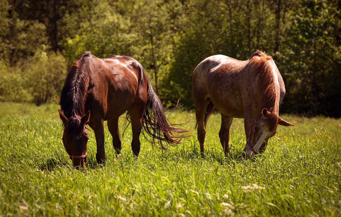 Photo wallpaper grass, nature, horse, horse, two, meadow, pair, chestnut