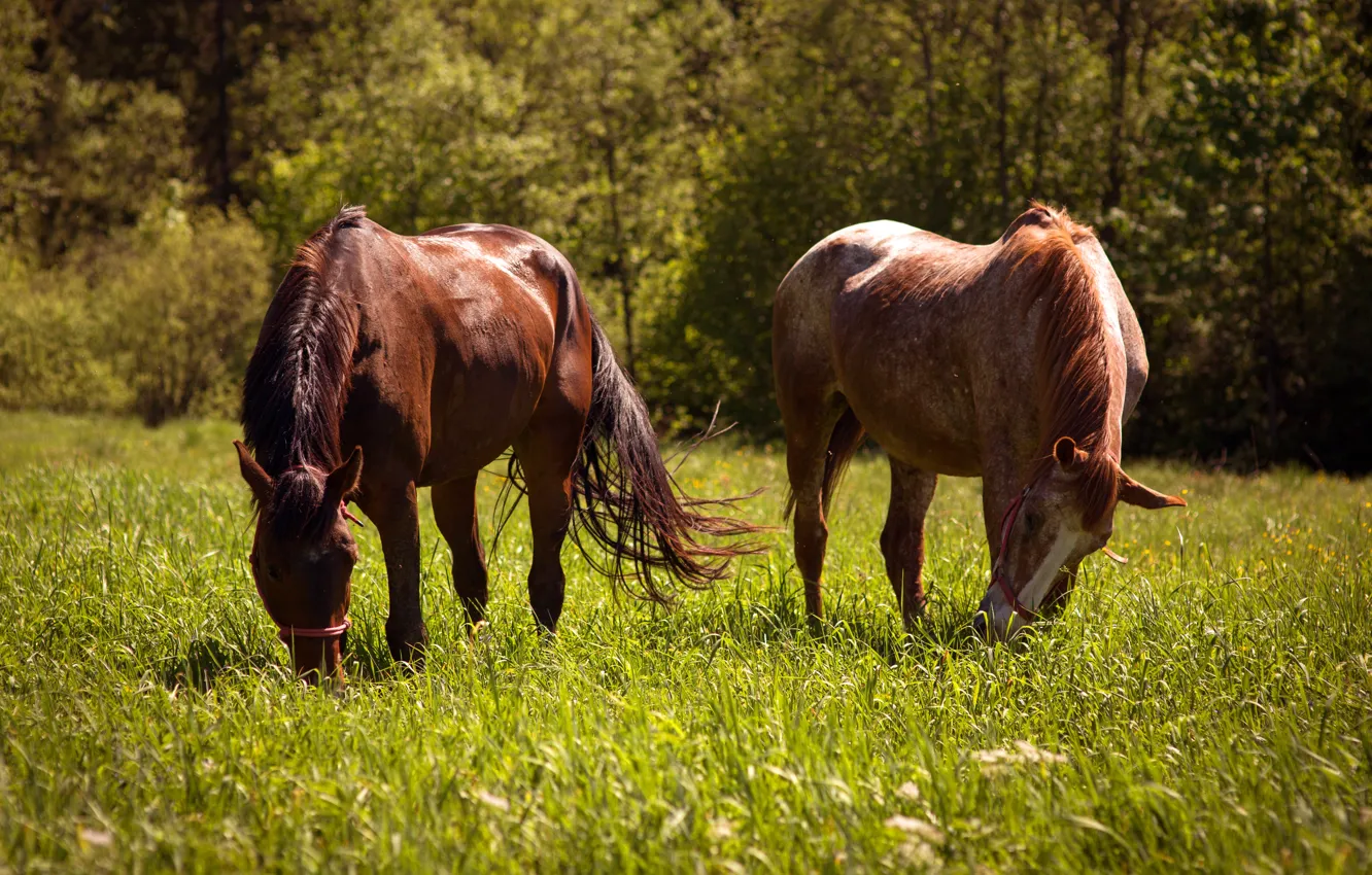 Photo wallpaper grass, nature, two, horses, horse, meadow, pair, he has Bay