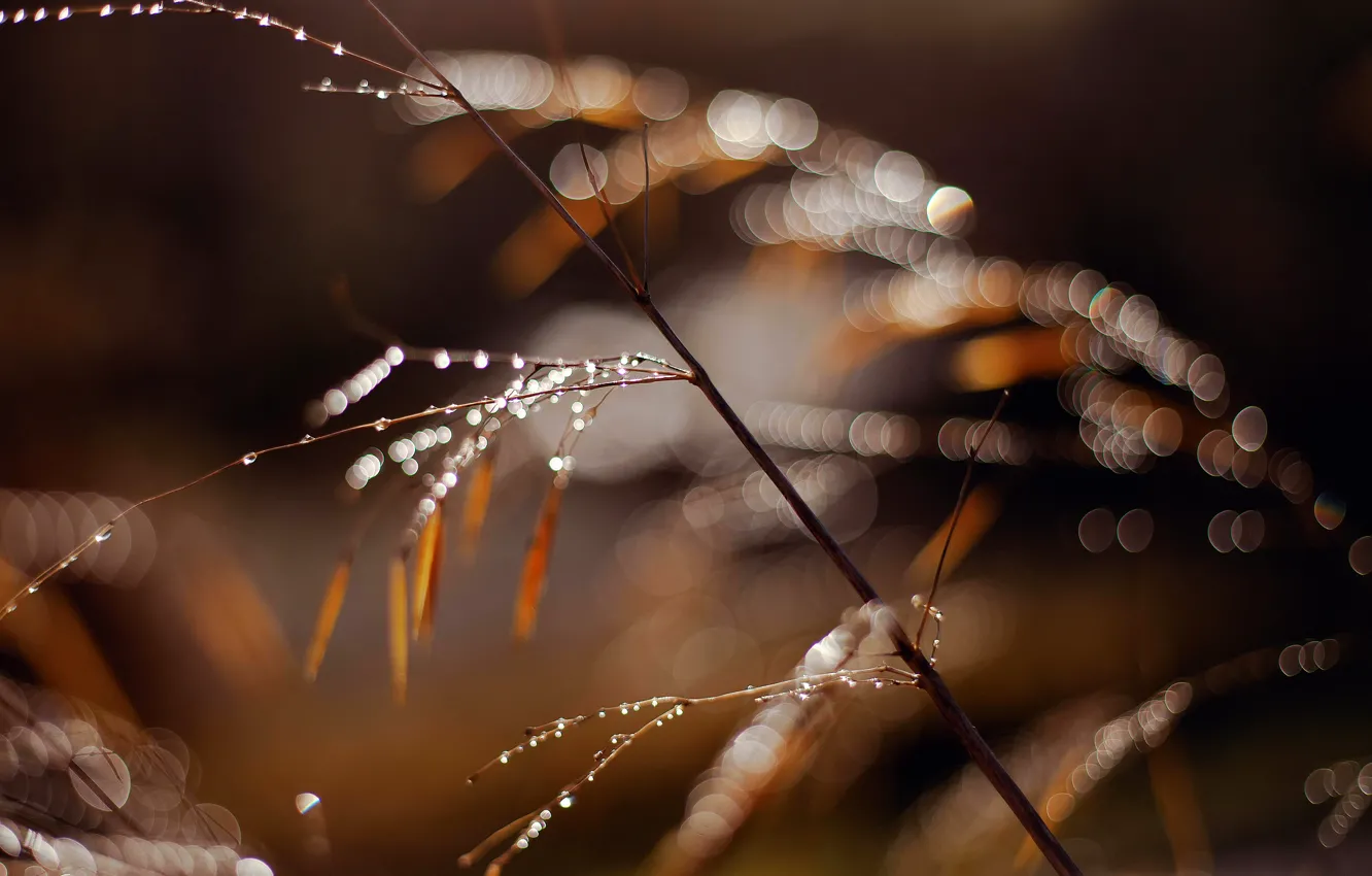 Photo wallpaper grass, drops, macro, light, branches, Rosa, glare, bokeh