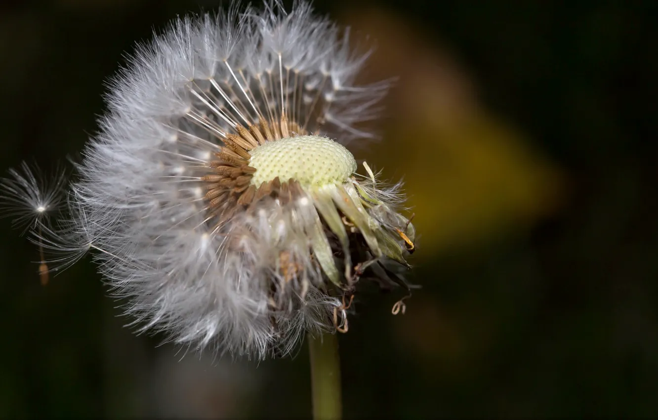 Photo wallpaper macro, nature, dandelion