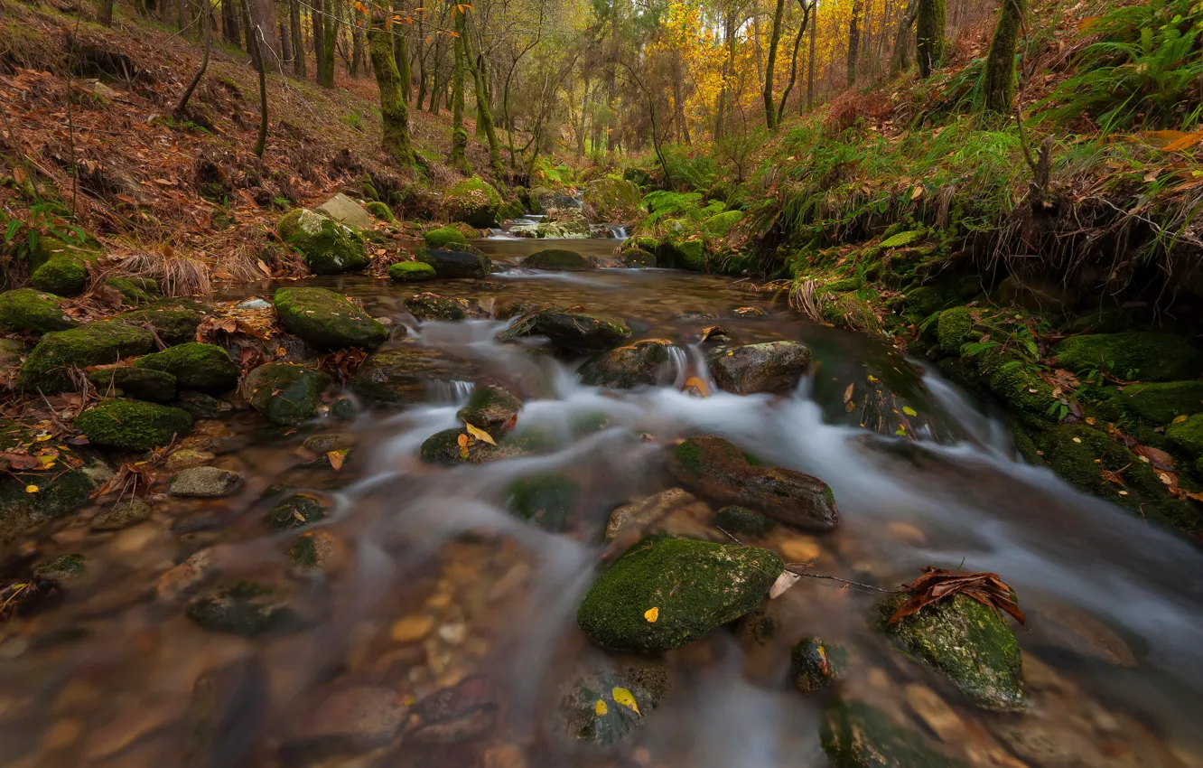 Photo wallpaper autumn, forest, leaves, stream, stones, for, moss, slope