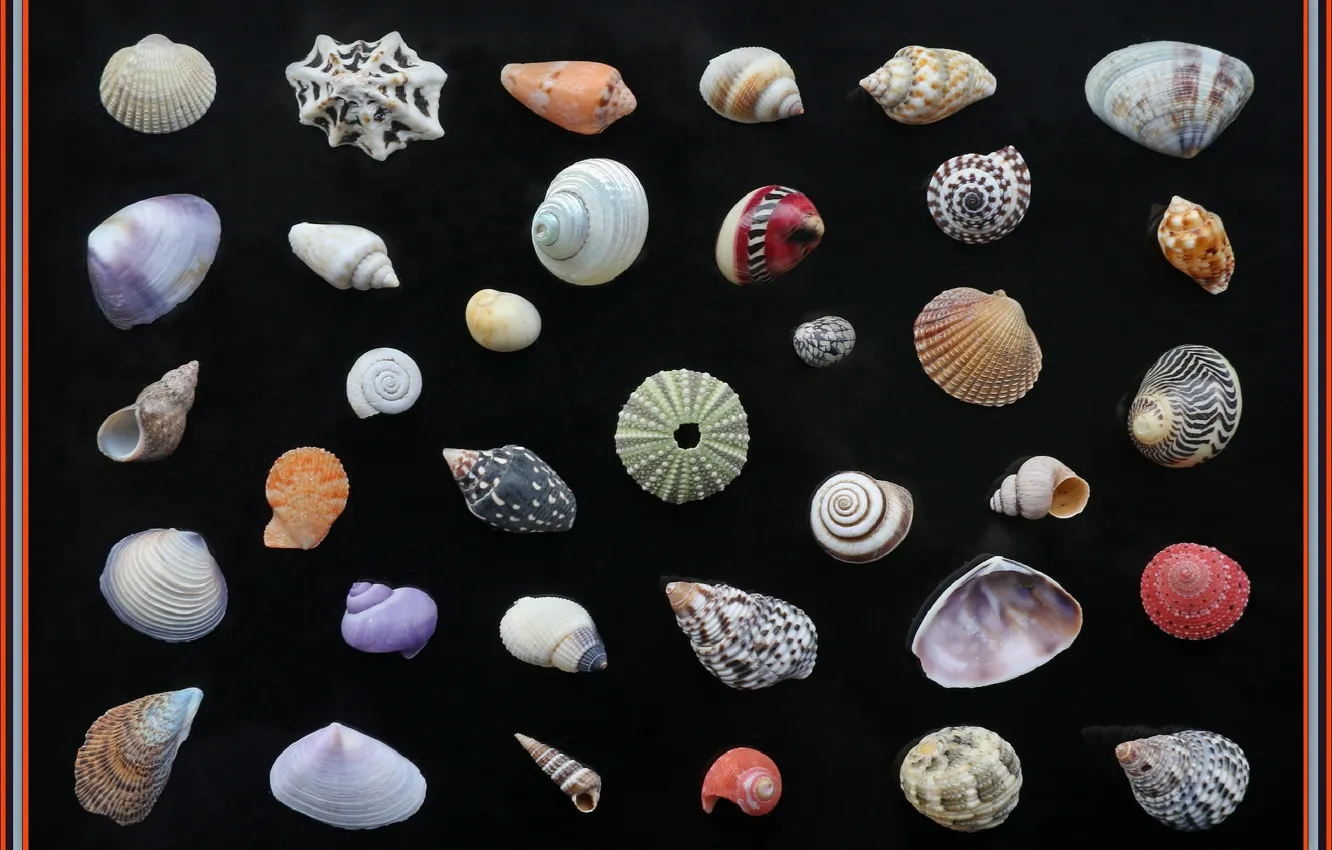 Photo wallpaper picture, shell, collection, picture, collection, shells, more, Other