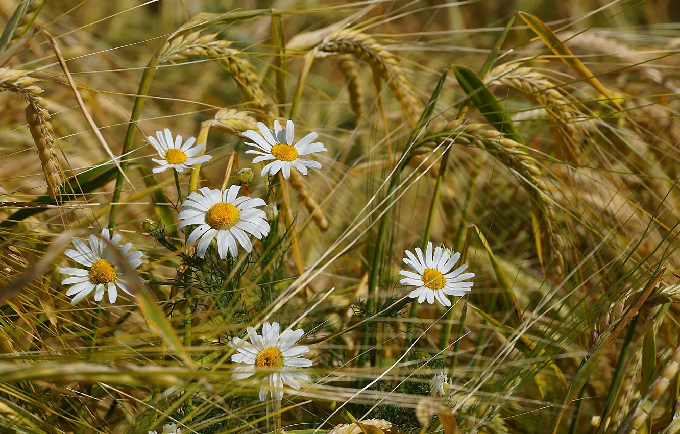 Photo wallpaper wheat, field, summer, flowers, chamomile, spikelets