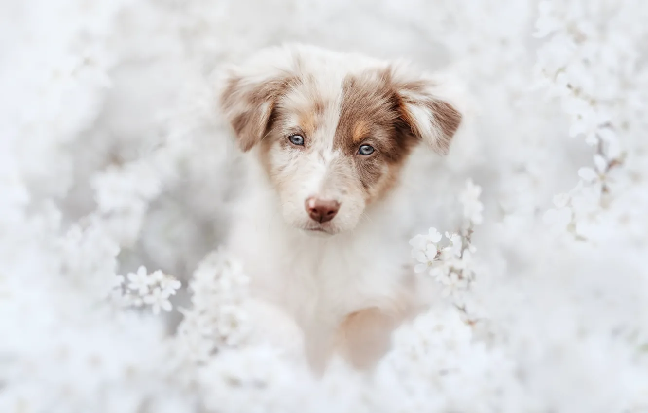 Photo wallpaper look, flowers, branches, nature, pose, portrait, dog, spring