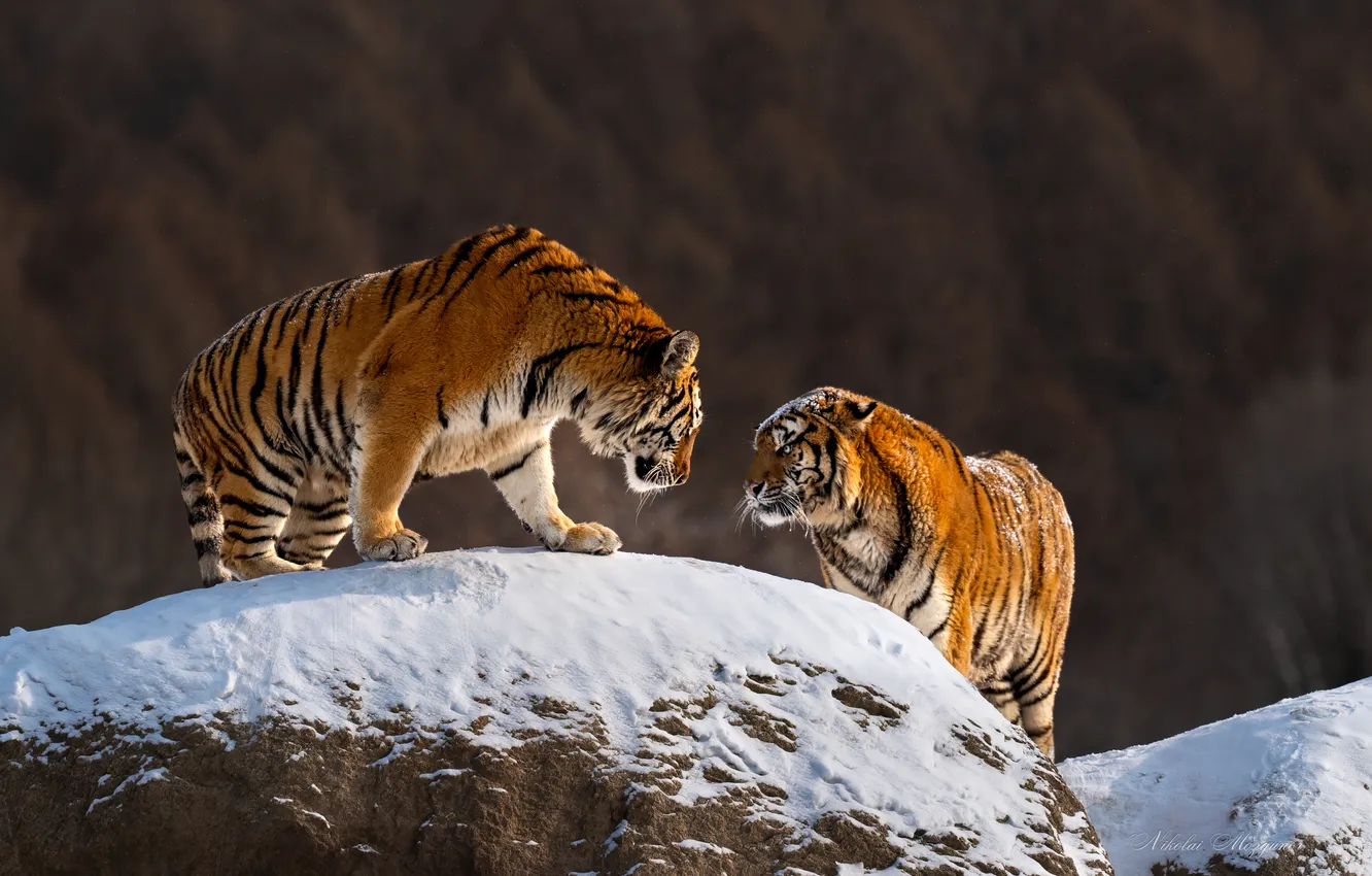 Photo wallpaper couple, tigers, felines