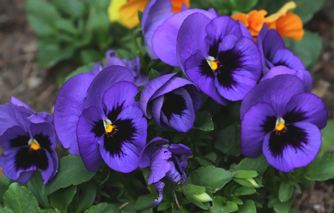 Photo wallpaper purple, flowers, blue, Pansy, flowerbed