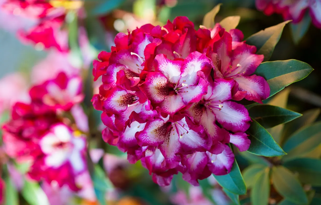 Photo wallpaper macro, branches, Azalea, motley, rhododendrons