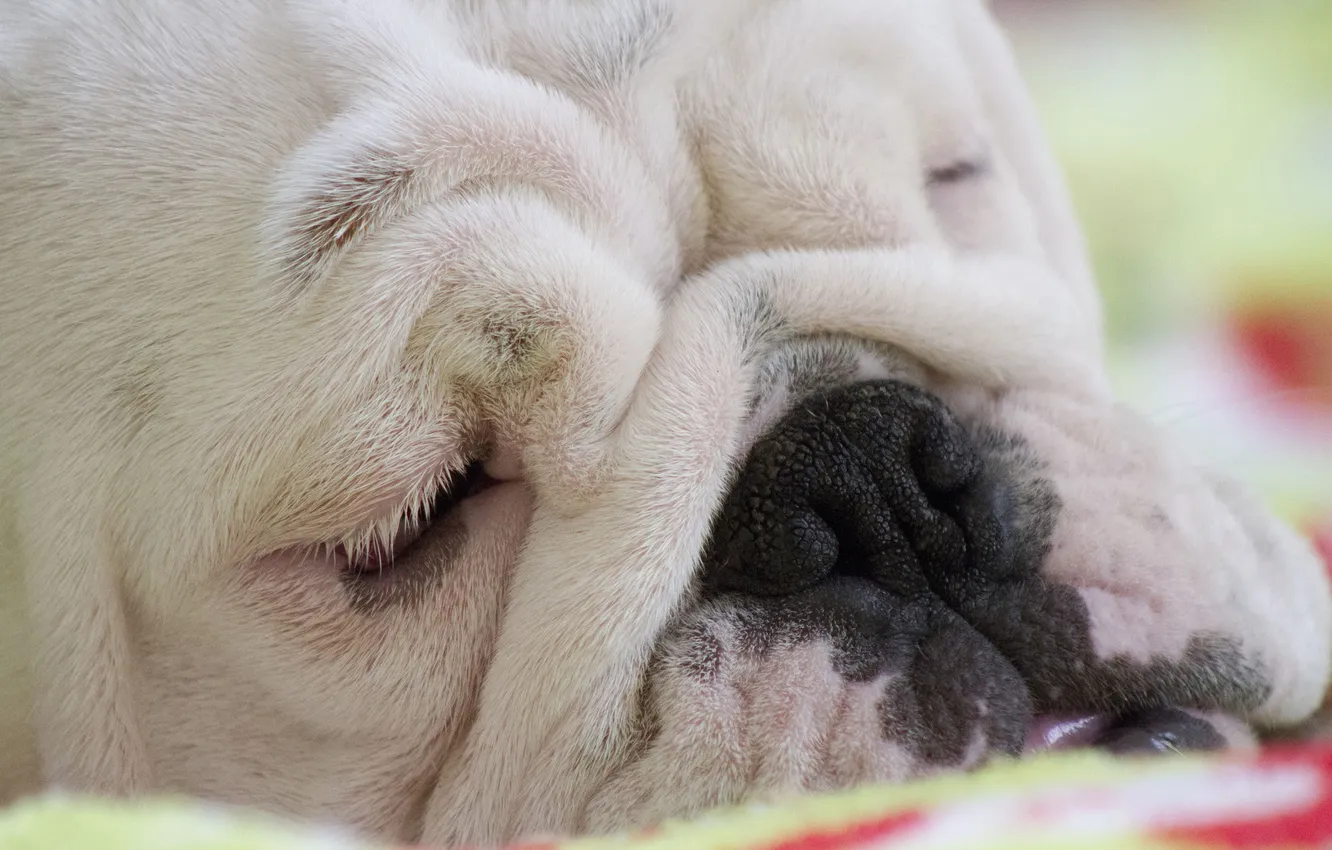Photo wallpaper face, sleep, English bulldog