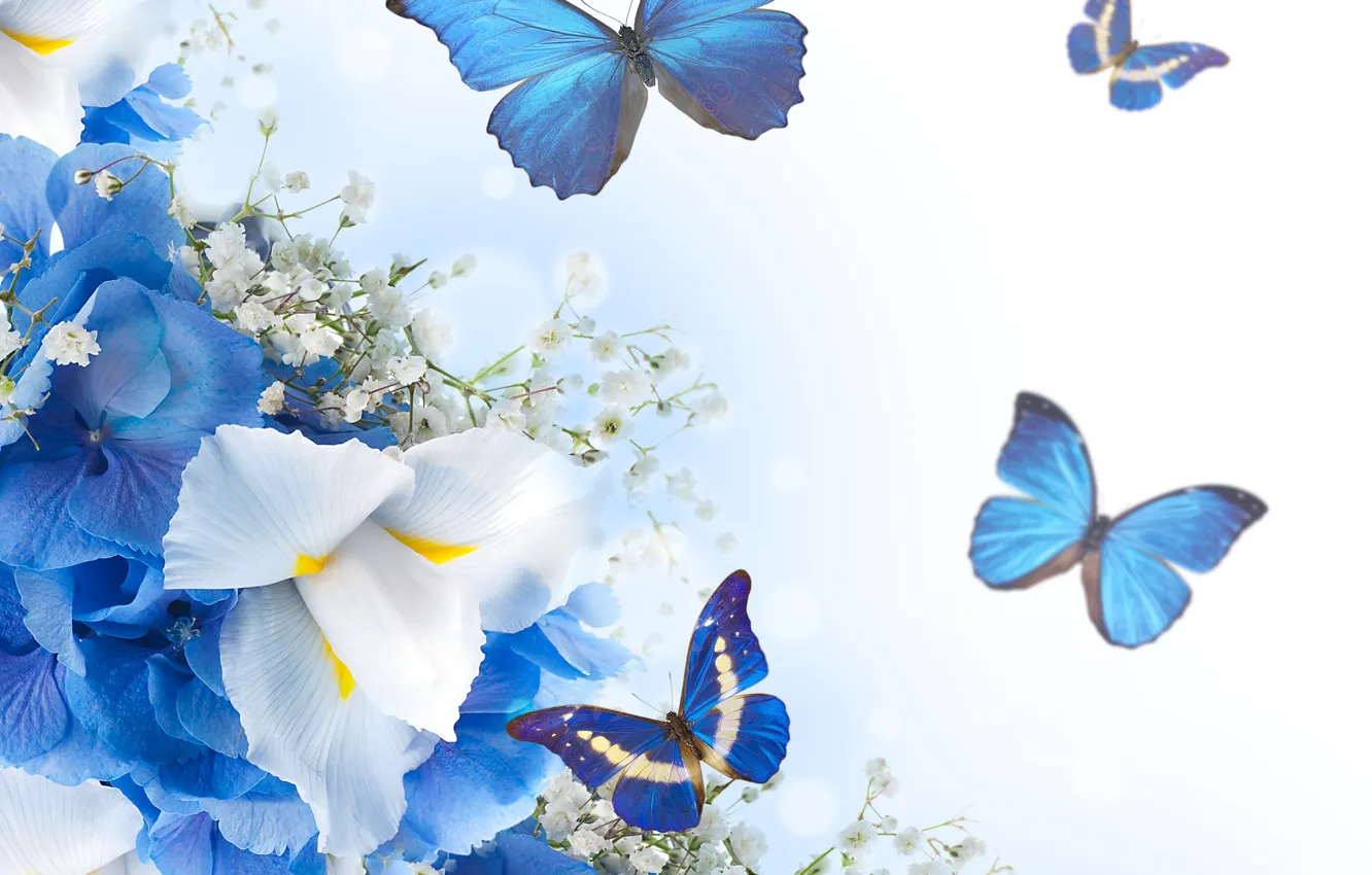Photo wallpaper butterfly, flowers, white, blue, blossom, flowers, butterflies