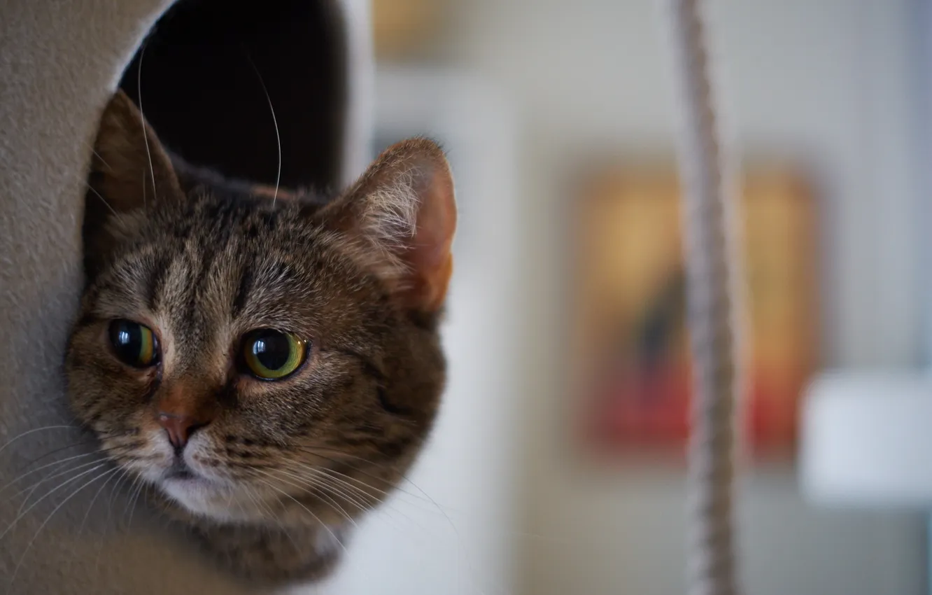 Photo wallpaper cat, look, home